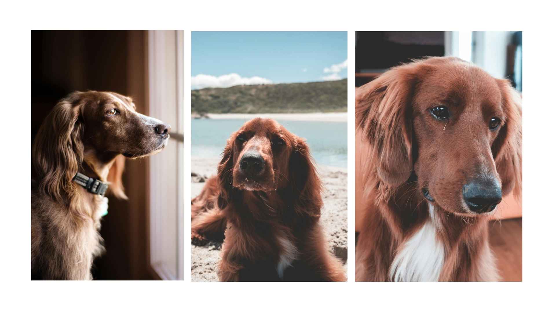 Setter irlandés